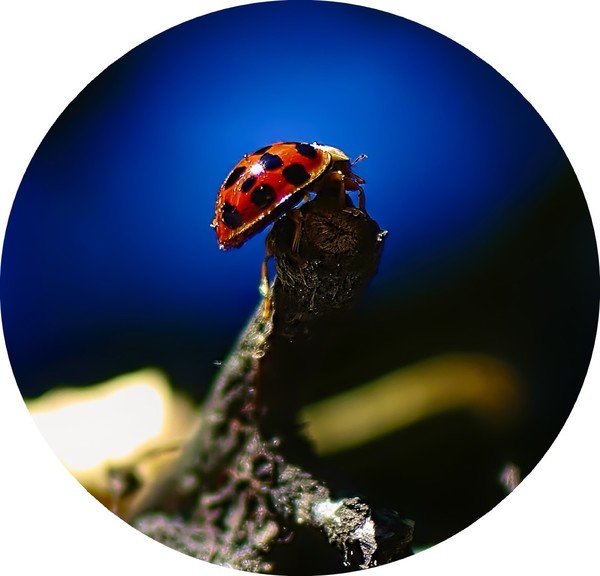 COCCINELLE 3