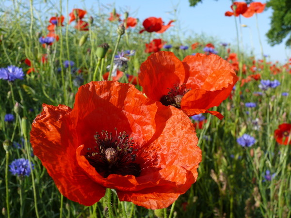 COQUELICOTS