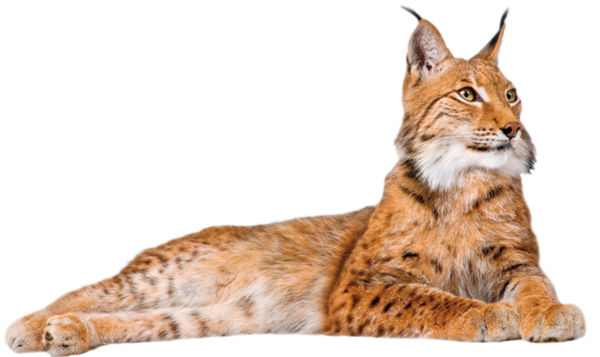 LYNX