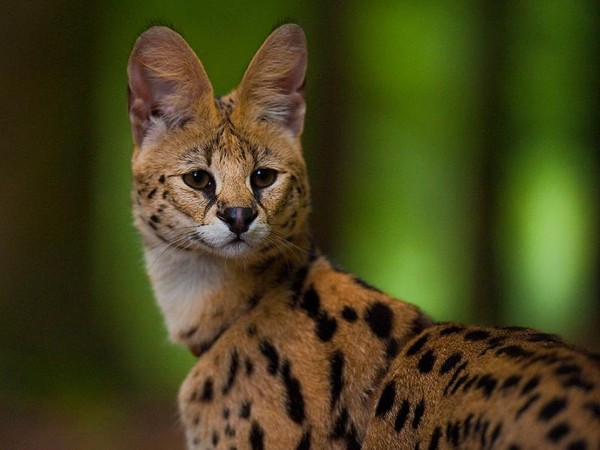 SERVAL