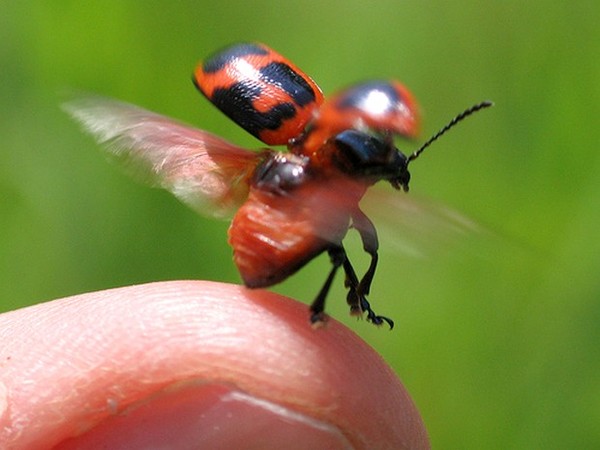 COCCINELLE