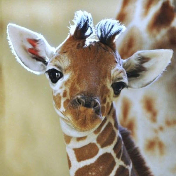 GIRAFE