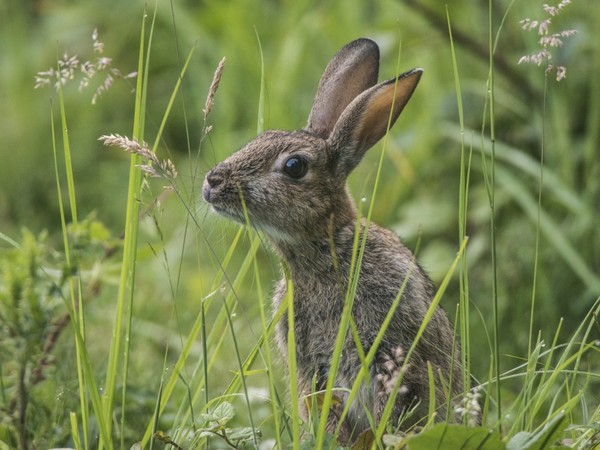 LAPIN