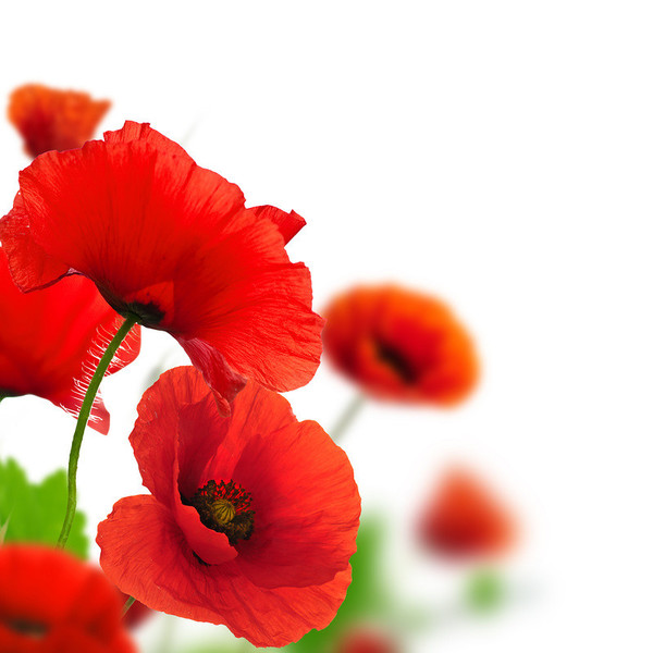 COQUELICOTS