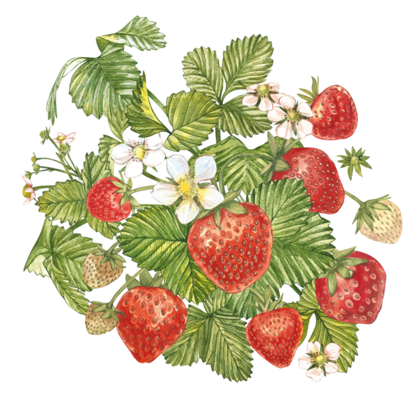 LES FRAISES 2