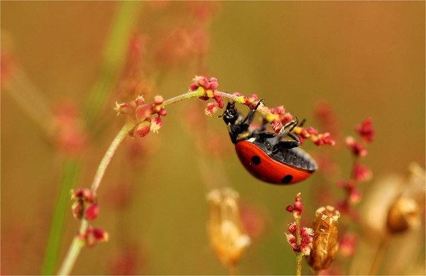 COCCINELLE