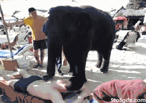 elephant-massage.gif