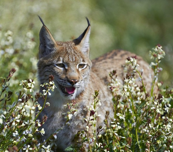 LYNX