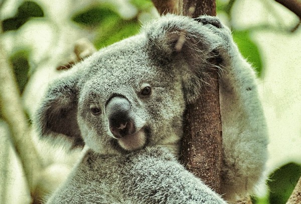 KOALA