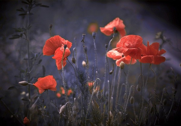 COQUELICOTS