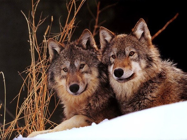 LOUPS