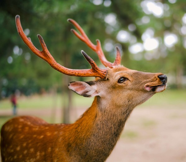 CERFS BICHES FAONS...