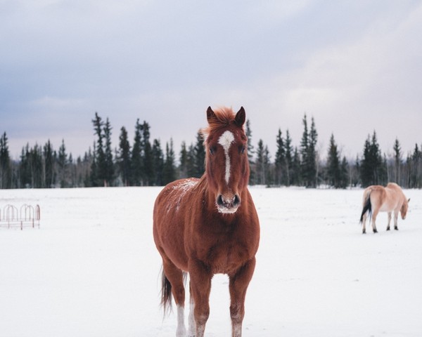 CHEVAUX 2