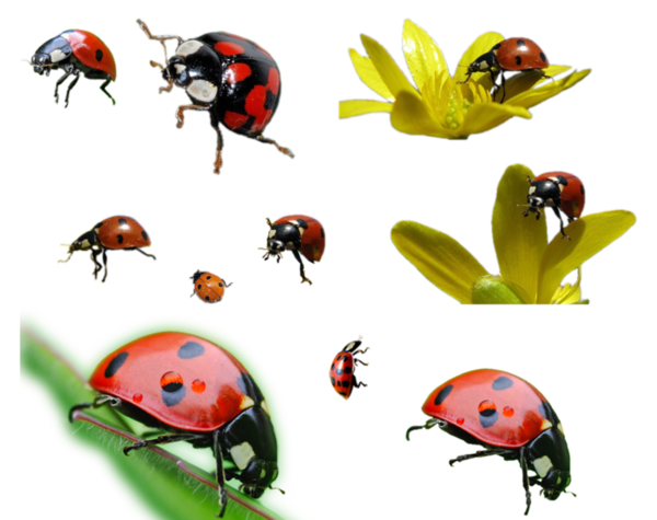 COCCINELLES