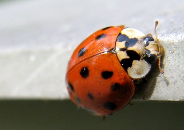 COCCINELLE