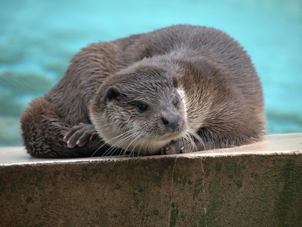 LOUTRE