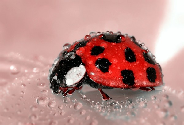 COCCINELLE 2