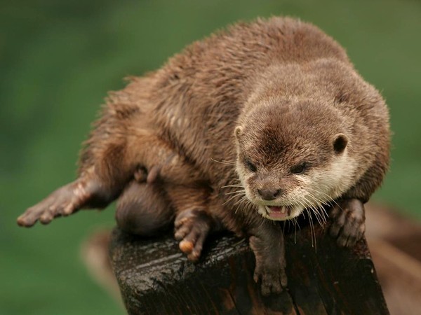 LOUTRE