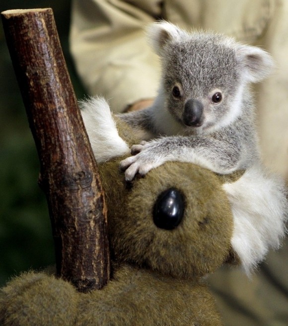 KOALA