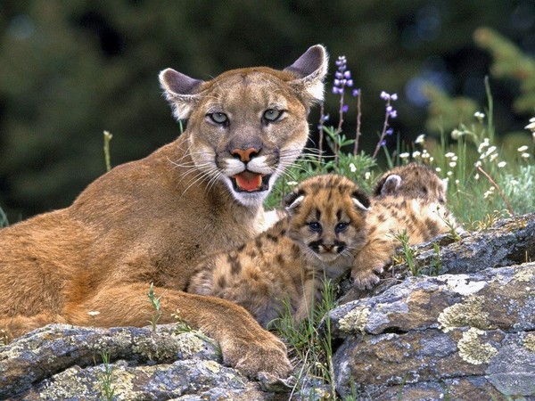 PUMAS