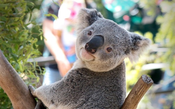 KOALA