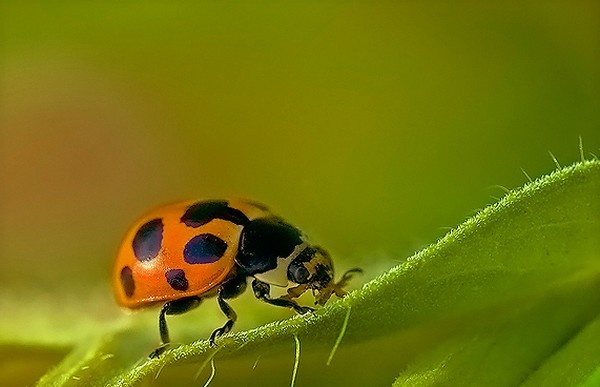 COCCINELLE