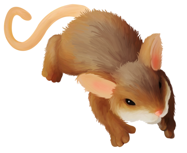 SOURIS RAT HAMSTER... 2