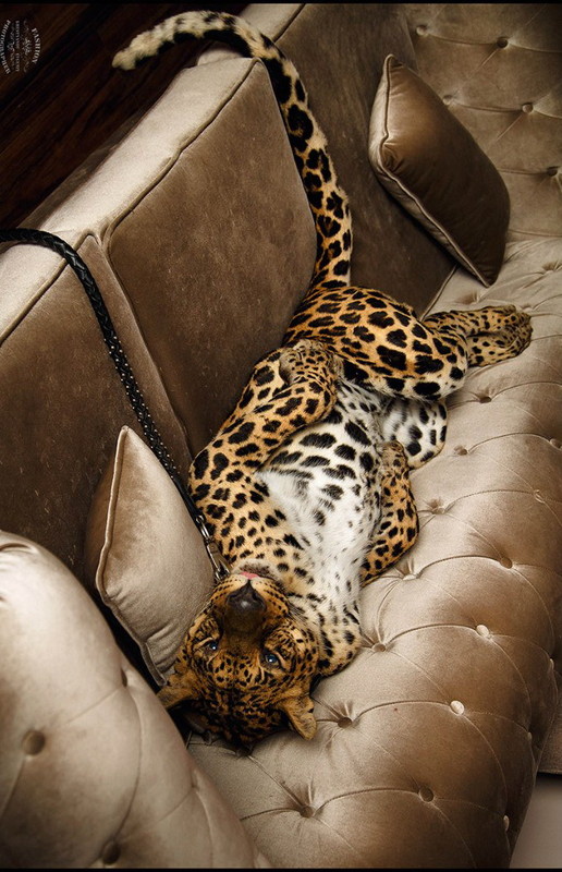 LEOPARD