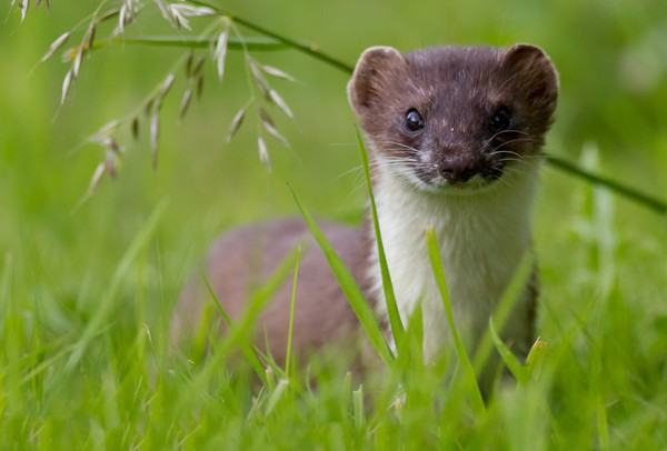 FURET