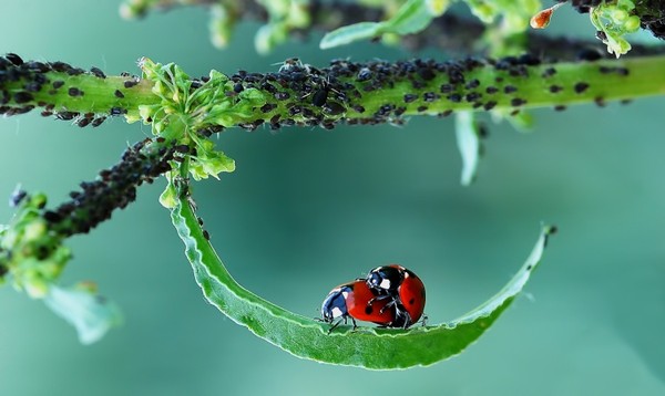 COCCINELLES