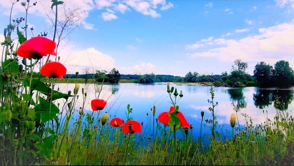 COQUELICOTS 2