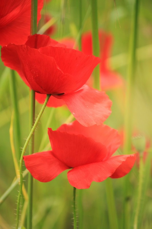 COQUELICOTS