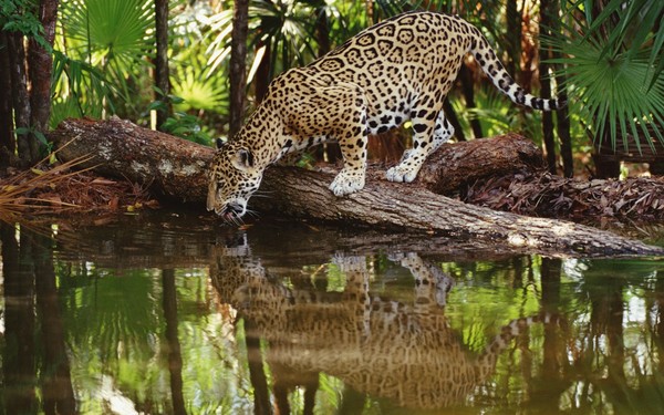 JAGUAR