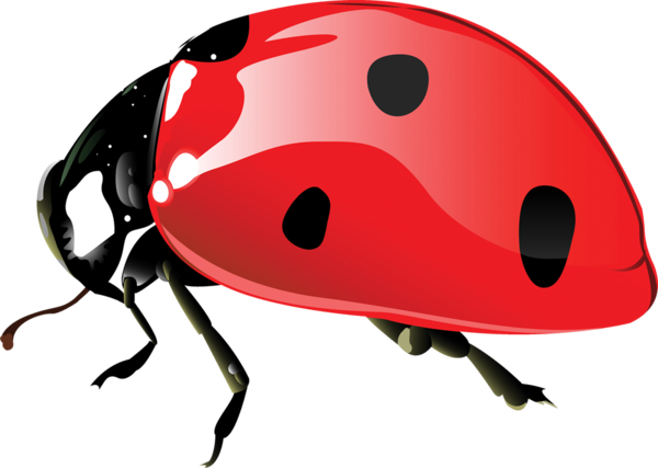 COCCINELLE 3