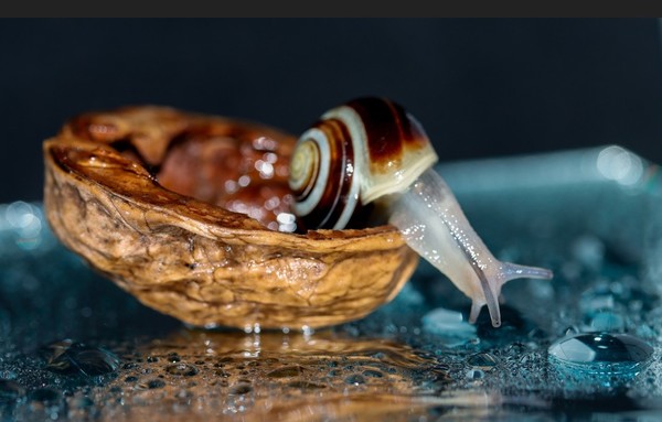 ESCARGOT