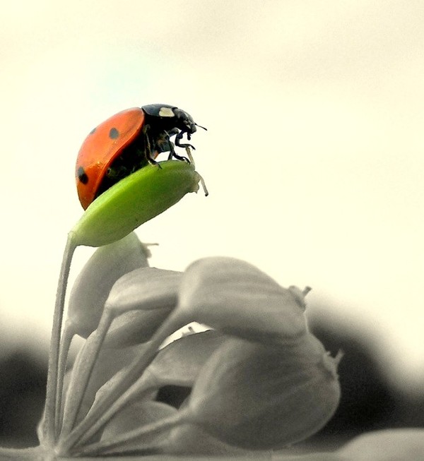 COCCINELLE