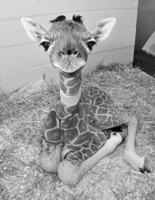 BEBE GIRAFE