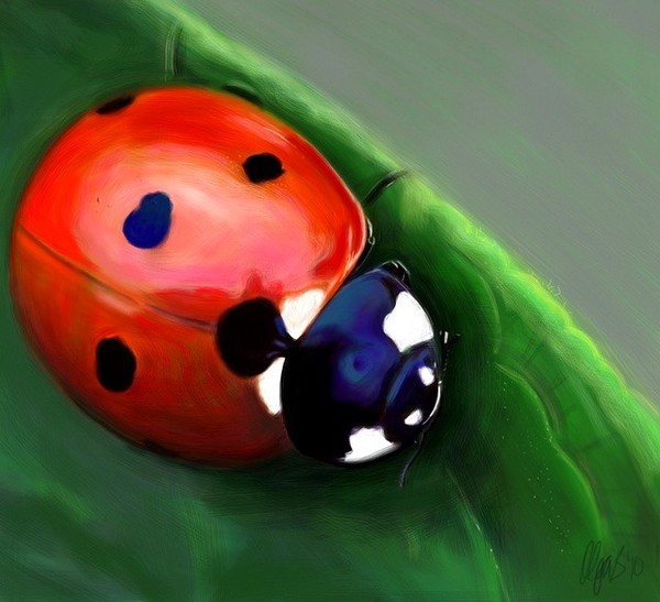 COCCINELLE