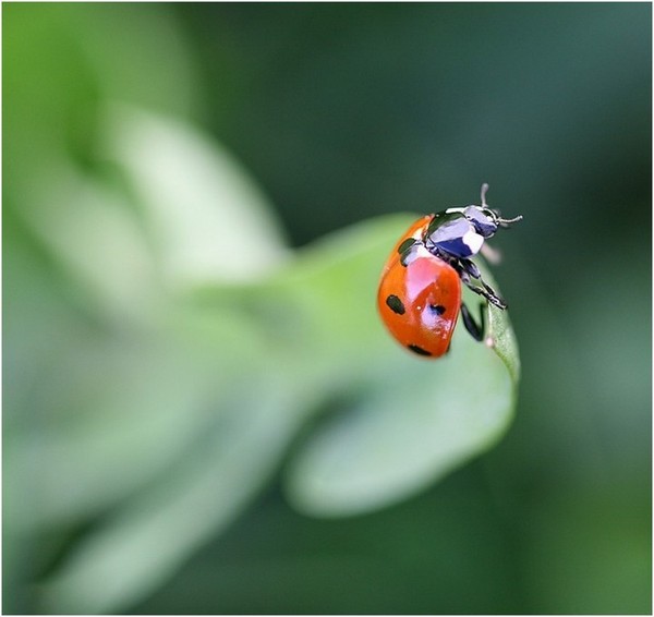 COCCINELLE