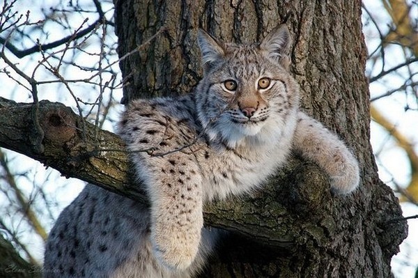 LYNX