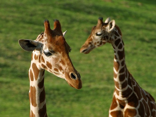 GIRAFES