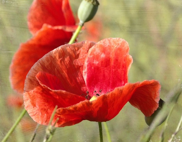 COQUELICOTS