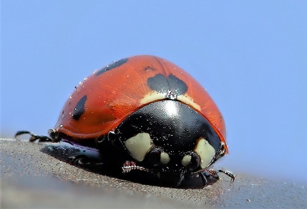 COCCINELLE 3