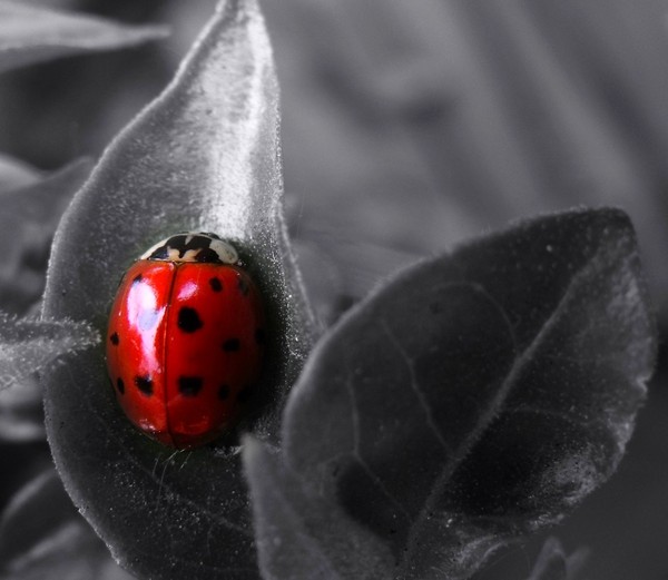 COCCINELLE