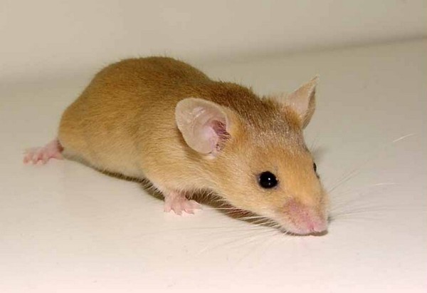 RAT SOURIS HAMSTER... 2