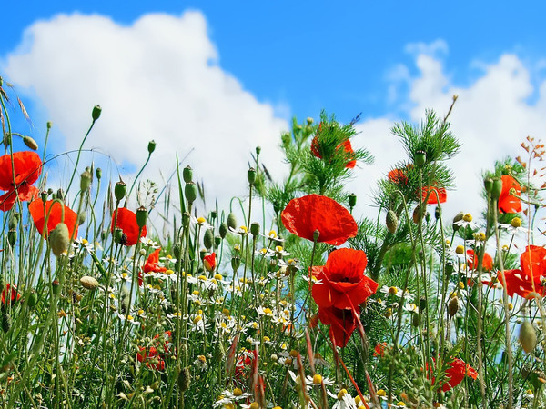 COQUELICOTS