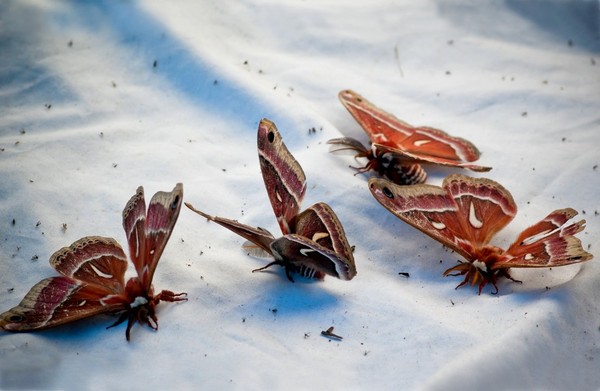 PAPILLONS