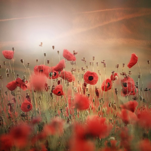 COQUELICOTS