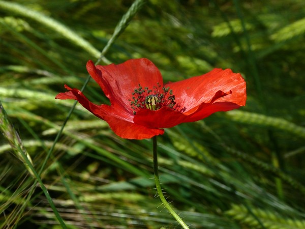 COQUELICOTS