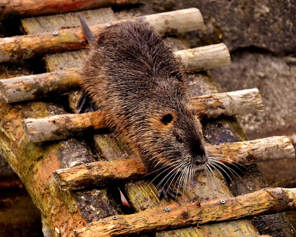 LOUTRE